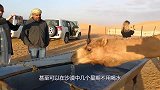 动物园发现一只“无头”的骆驼，当它转过身后，游客们哭笑不得