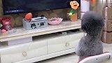 泰迪熬夜追剧，第二天吃东西都能睡着，以后别熬夜了