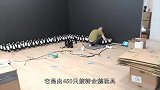 玩具企鹅咋玩老外用450只玩具企鹅做镜子，效果震惊全球
