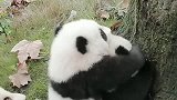 熊猫：兄弟你不是来帮我的，你是来坑我的
