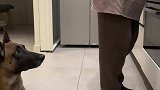 狗子的800个心眼儿