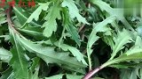 清明前后最嫩的野菜？清脆爽口不油腻，吃一口念念不忘的味道！