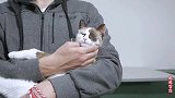 遗弃老猫被收养后，心情低落，它接受不了被主人抛弃的事实