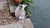 海鸥死死卡在石缝中，小伙好心上前帮忙，看清后吓得拔腿就跑！