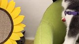 二哈：蓝胖子，来单挑呀！