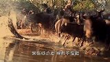 袋鼠在河边喝水，不料被鳄鱼一口“爆头”，实惨！
