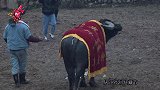黑虎战神牛王拉来游场了，这也是少数民族的斗牛风俗
