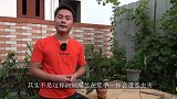 蝴蝶兰长虫了怎么办，只需一招绝杀，和虫害说拜拜