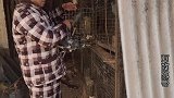 鸽子相似元宝而得名，成年体重达到二斤半以上，适合养殖最好选择