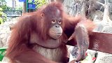 动物园里一只可爱的猩猩，舒舒服服的坐在长凳上，吃着食物！