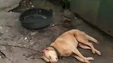 它以为这是个梦，眼睛都舍不得睁开