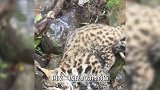 男子偶遇受伤豹猫，欲救助反被抓伤，报警后工作人员带走救治