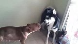 哈士奇和比特犬打架，打着打着亲了起来，太可爱了。