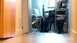 黑猫的计划被奶牛猫破坏，黑猫心里顿时有一万头羊驼奔过