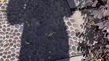 狗子正在美滋滋晒太阳，又来一只“狗”，狗：我不跟同类一般见识