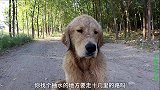 小虎探测野外水坑是否有鱼，金毛在旁接连讽刺抬杠，可真气人