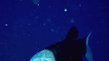 深海拍到透明脑袋怪鱼，感觉就像外星生物，有认识这种鱼的吗