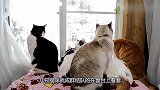 屋外飘起了大雪，猫咪坐在窗台上望着雪花：真漂亮！