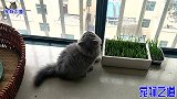 小胖猫发现有飞虫,兴奋得瞬间变身小飞侠,最后的彩蛋让人惊喜