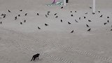 一只猫伏击鸽子，可它做梦也没想到，下一秒自己差点命丧当场！
