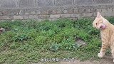 作死猫咪狂扇母鸡耳光，母鸡直接气炸毛，镜头拍下搞笑一幕