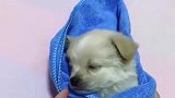 主人一帮小奶狗包上毯子，小奶狗立马闭上眼睛，真是秒睡