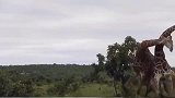 长颈鹿打架的样子也太逗了吧(1)