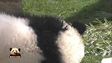 熊猫宝宝懒洋洋地躺在草地上吃冰球，湿漉漉的耳朵萌到犯规