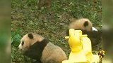 呆萌！8只熊猫宝宝首次露面拜新年