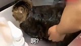 萌宠：家里的橘猫整天不知轻重，这谁顶得住啊