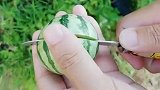 摘了个袖珍西瓜，切开后我都看愣了，没想到里面竟是这个样子！