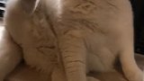 猫：我在练习瑜伽呢，走开点，别打扰我！