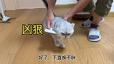 主人给猫咪梳毛，他却撅起屁屁，猫是真的猫，正不正经就不知道了