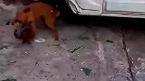 狗子大战黄鼠狼，一招致命