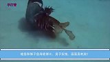 鳗鱼和狮子鱼海底搏斗，男子实拍，画面真刺激！