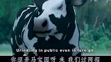 四川话爆笑配音：浑元太极拳掌门人大战奶牛，连五鞭绝技再现江湖