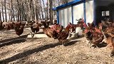 我家大公鸡，一共2000多只，希望能卖个好价钱