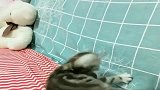 猫咪：快来救救我呀，我被缠住了，走不了了
