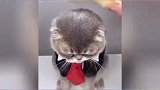 原来猫咪穿上衣服那么可爱，哈哈 #搞笑 #看一次笑十次