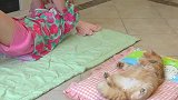 我家猫咪成精啦，无敌小小豆