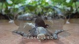 非洲大蜗牛有多可怕？连蜥蜴都无力招架，直接沦为口中餐！