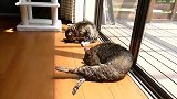 胖猫咪洗完澡窗户晒太阳，萌态百出！