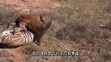 鬣狗为争夺领地，将入侵的鬣狗按在水里猛咬，差点溺死！