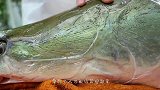 这鱼是何方神圣？用“电锯”锯半天，鱼皮竟没丝毫损伤！