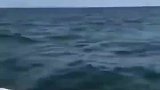 游艇遇三条座头鲸觅食，被其海中翻涌身姿吓呆
