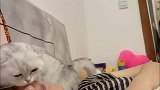 猫咪：墙里的家伙，你出来，掐架呀！