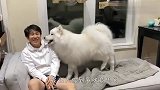 主人故意不理萨摩耶，狗子气炸了，接下来的举动笑岔气了