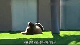 熊猫小宝宝调皮了，被熊猫妈妈修理得好惨，太滑稽了