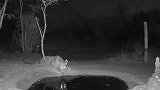 半夜豹子正在喝水，一小家伙鬼鬼祟祟靠近，吓得豹子一蹦三尺高