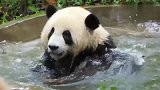 大熊猫在池子里洗澡，玩的那叫一个嗨，围观的三只都想下去一起了